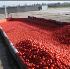 Tomato Paste Production Line For 100 Tones Per Day Processing Machine