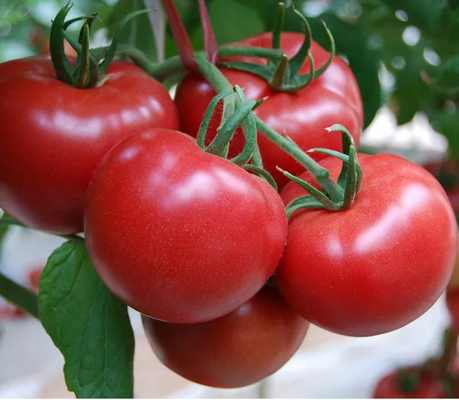 Fresh Tomato Puree Processing Line 6.5tons/Hour High Capacity